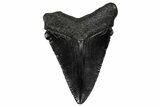 Serrated, Juvenile Megalodon Tooth - South Carolina #340473-1